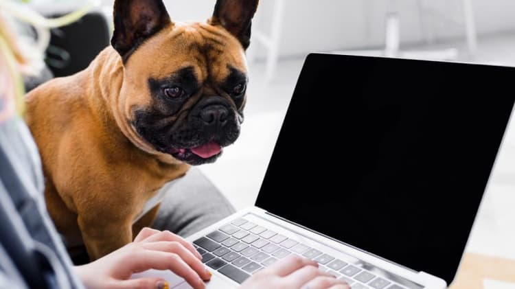 Back to the office: Work from home vs. corporate reality